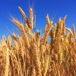Office Closed (Shavuot)